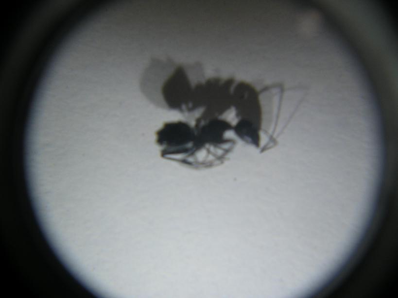 Desconocida7