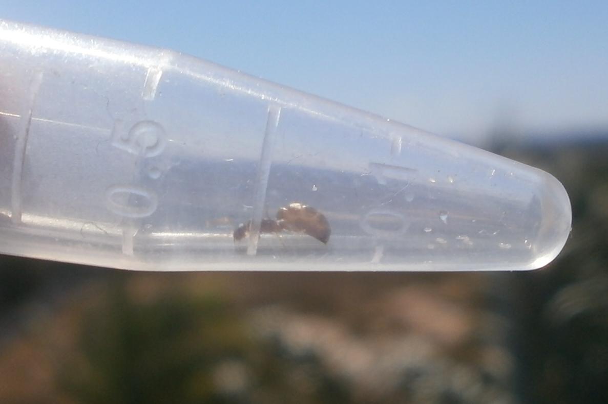 desconocida liliputiense