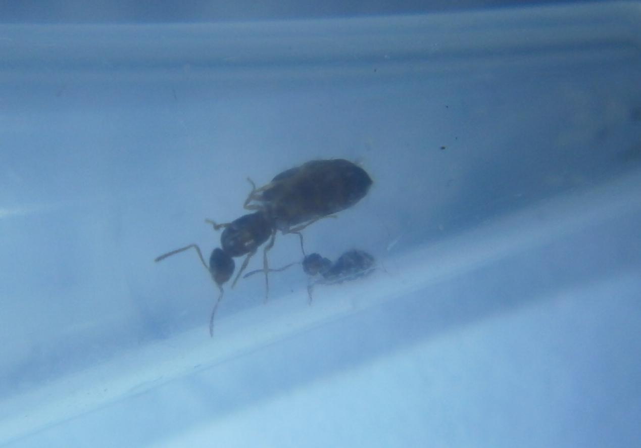 desconocida liliputiense2