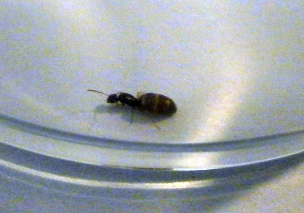 desconocida liliputiense5