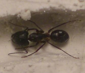 Hormiga