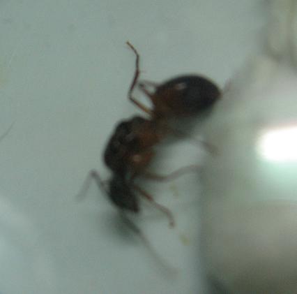 ayuda a identificar 2