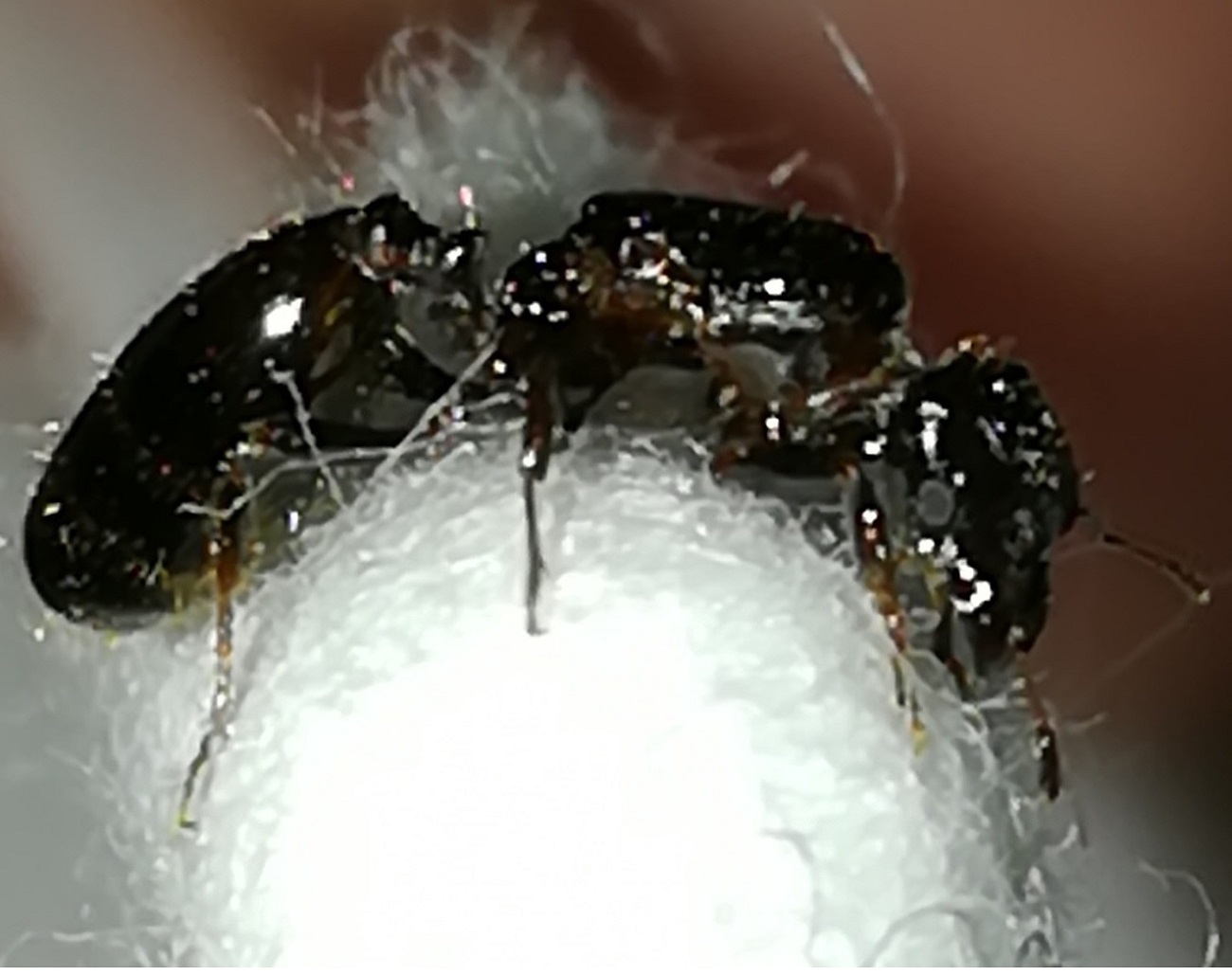 reina pheidole5