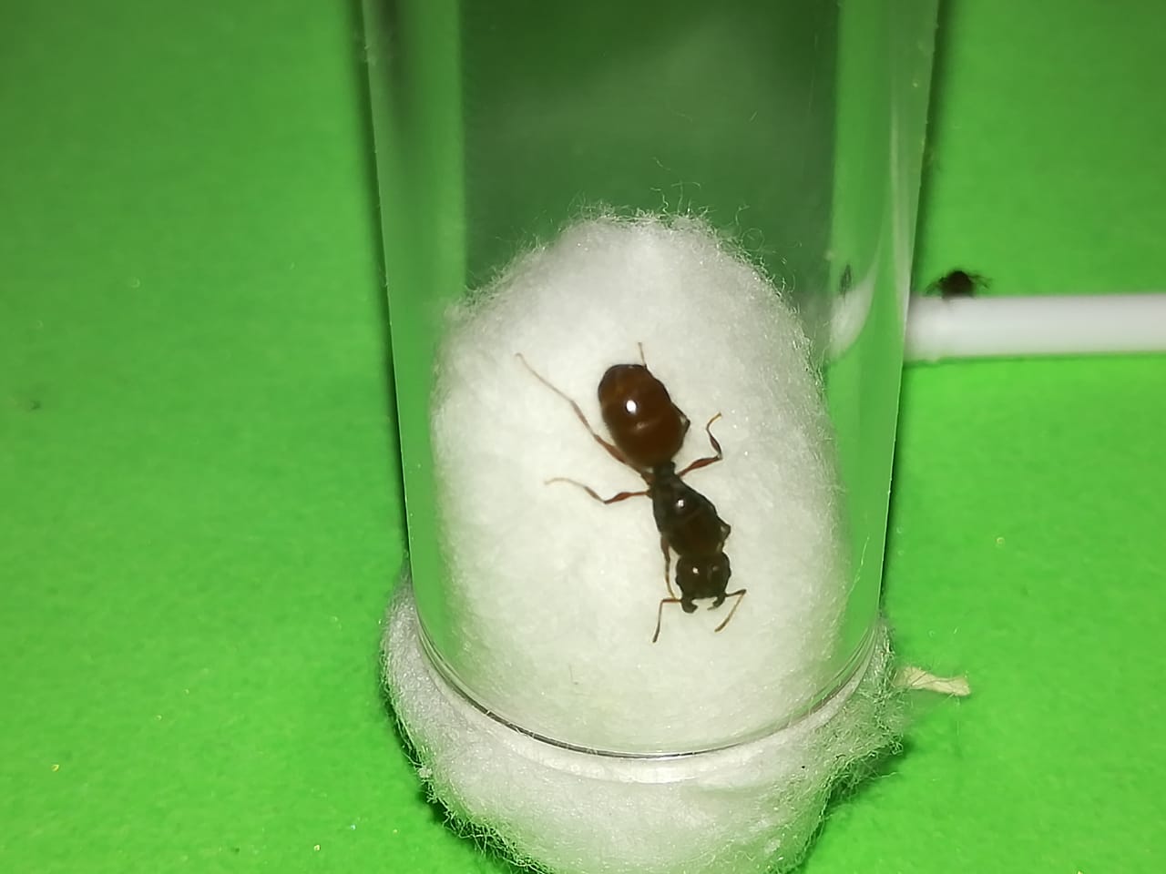 15/01 Reina Roja SP