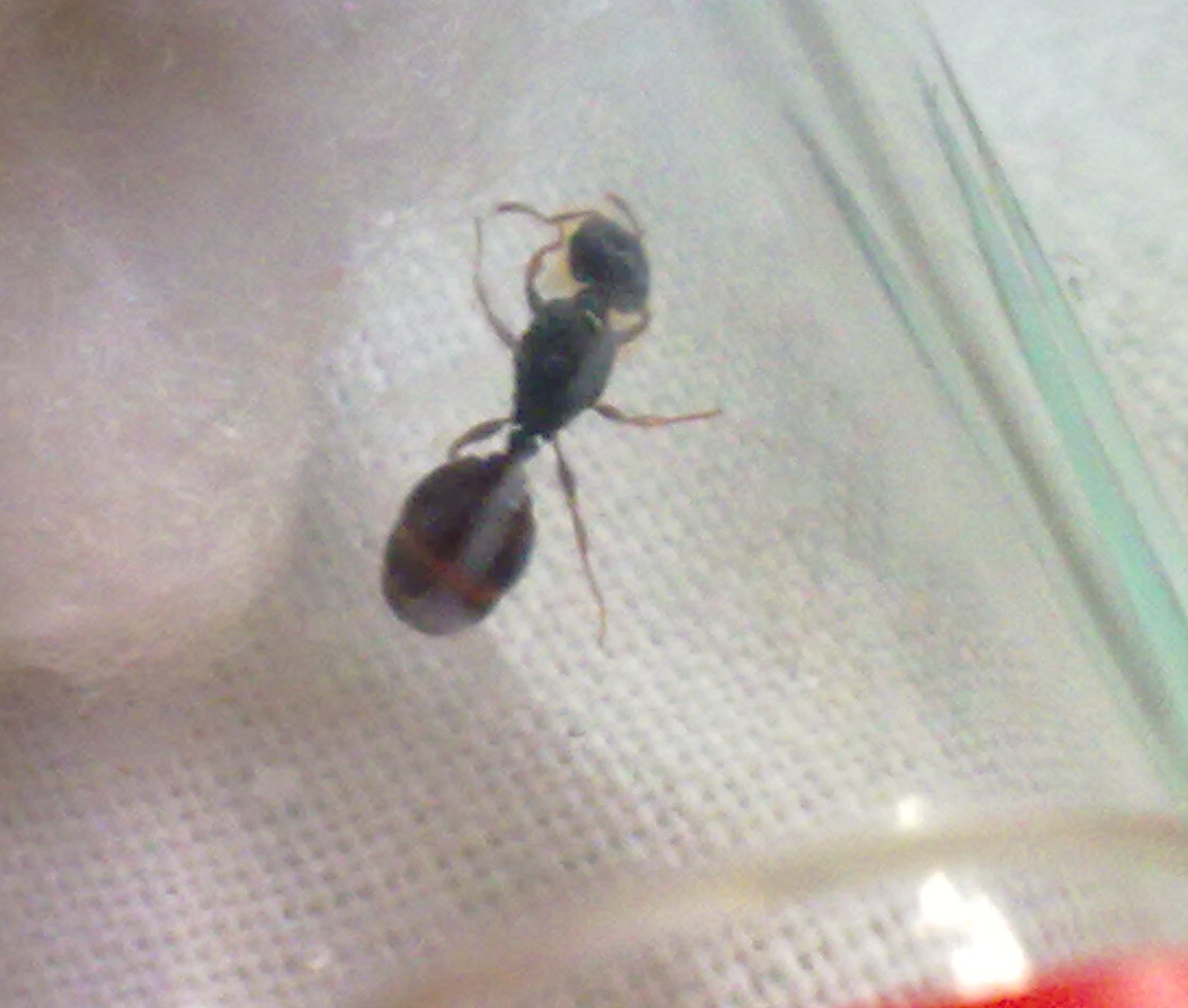 Reina �solenopsis?