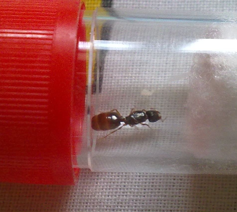 Reina Pheidole?