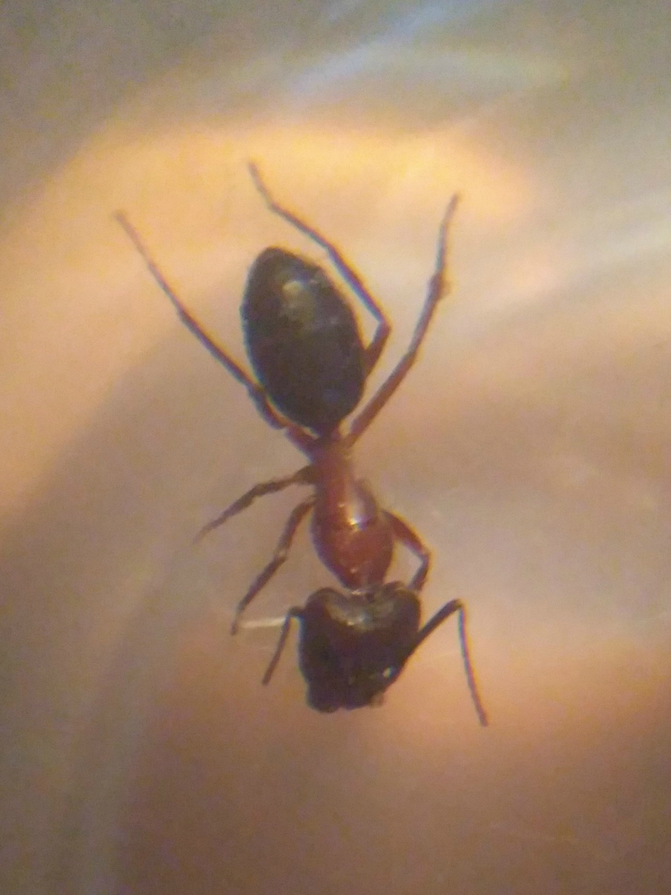 Hormiga