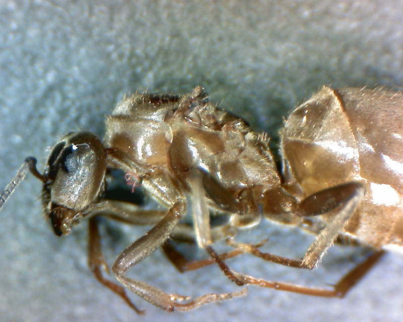 lasius flavus(?)