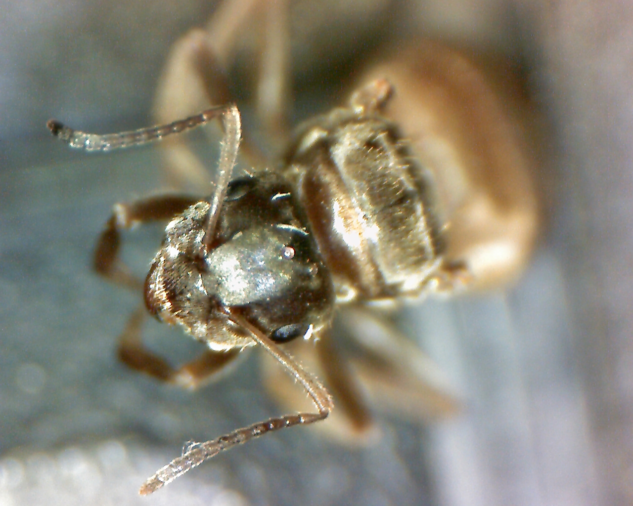 lasius flavus(?)