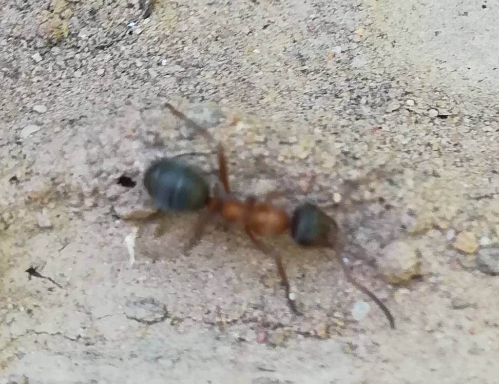roja y pheidole