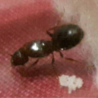 reina pheidole??????
