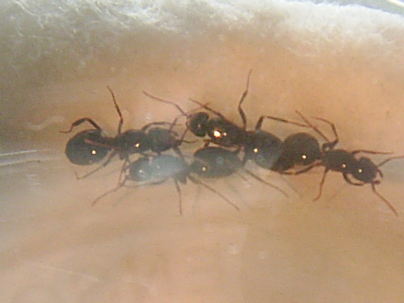 hormiga desconocida2