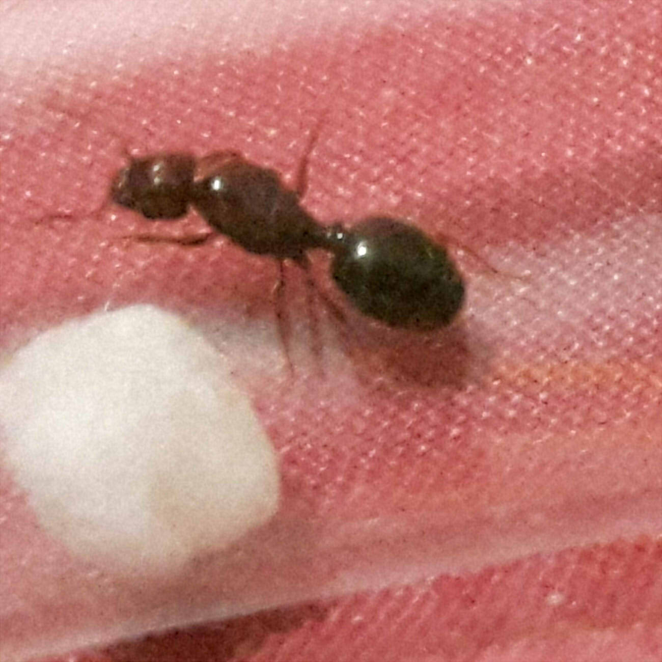 reina pheidole2??????