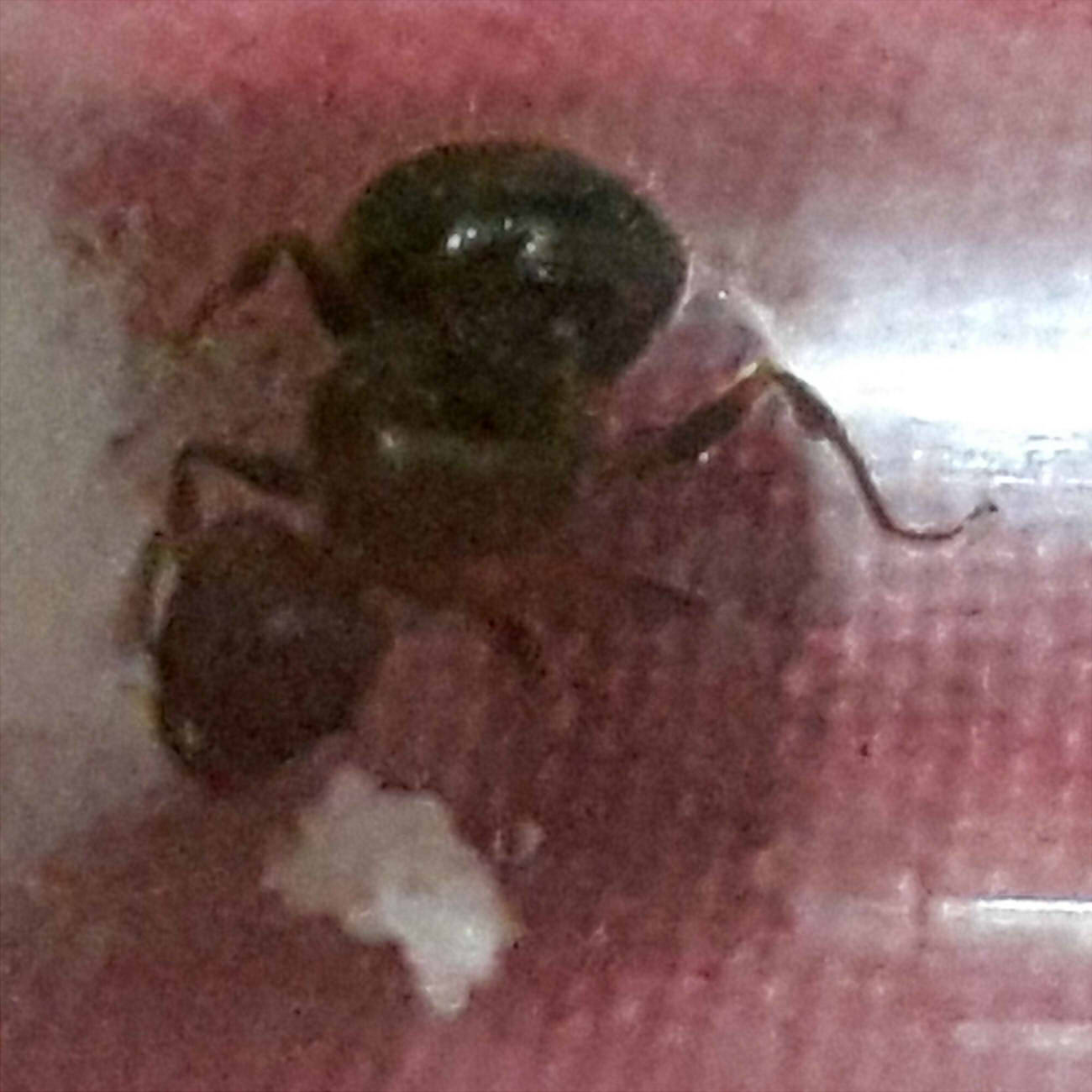 reina pheidole4?????