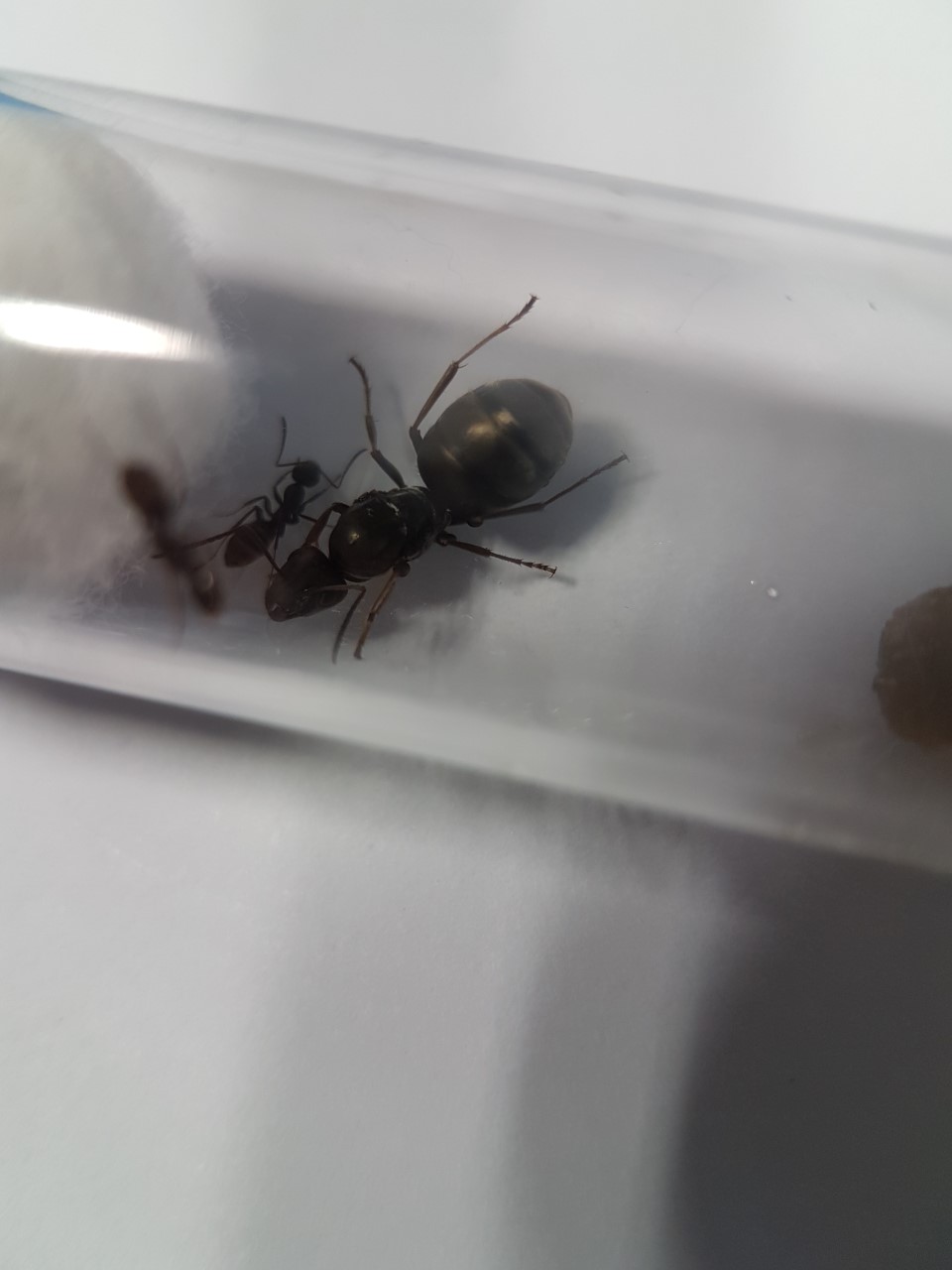posible cinerea 5