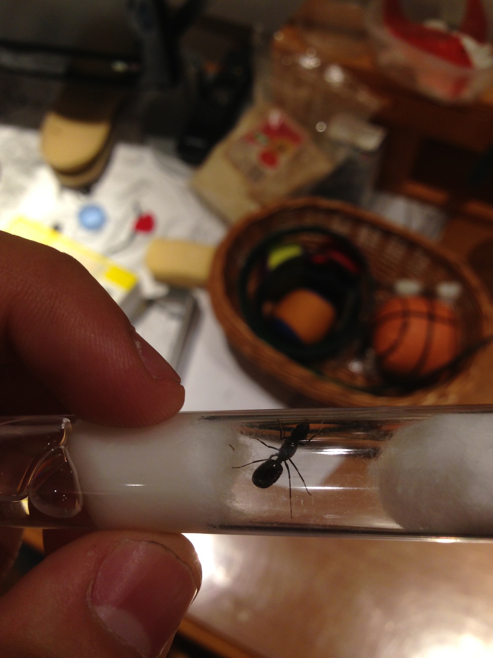 Identificacion posible camponotus 2