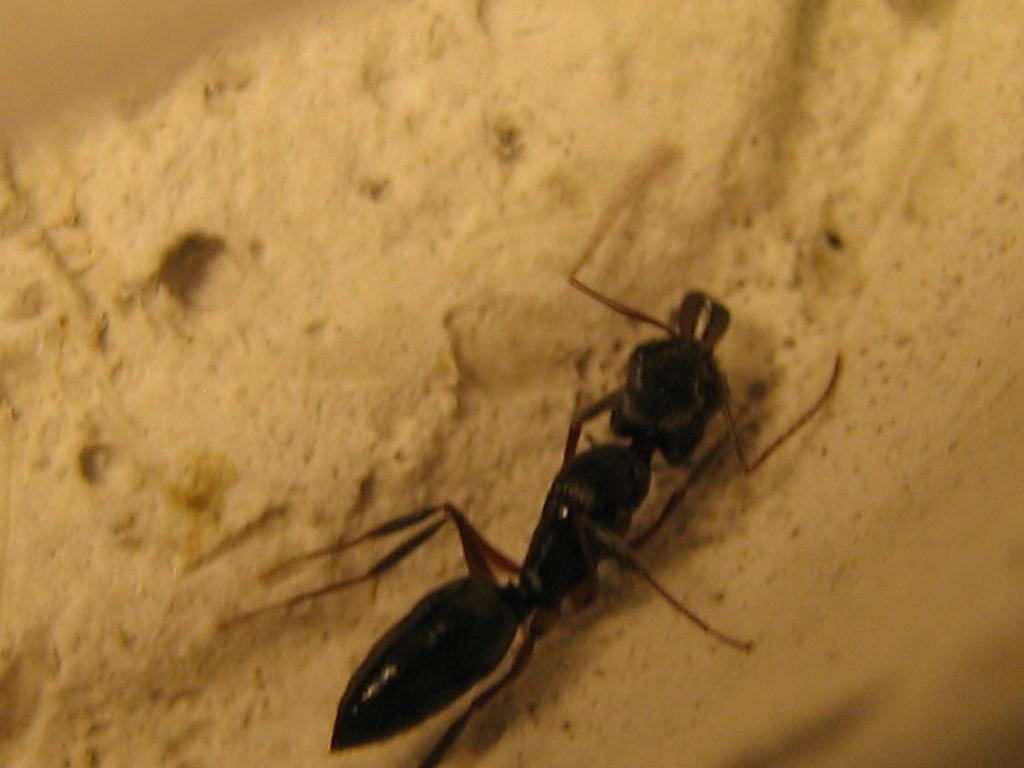 odontomachus