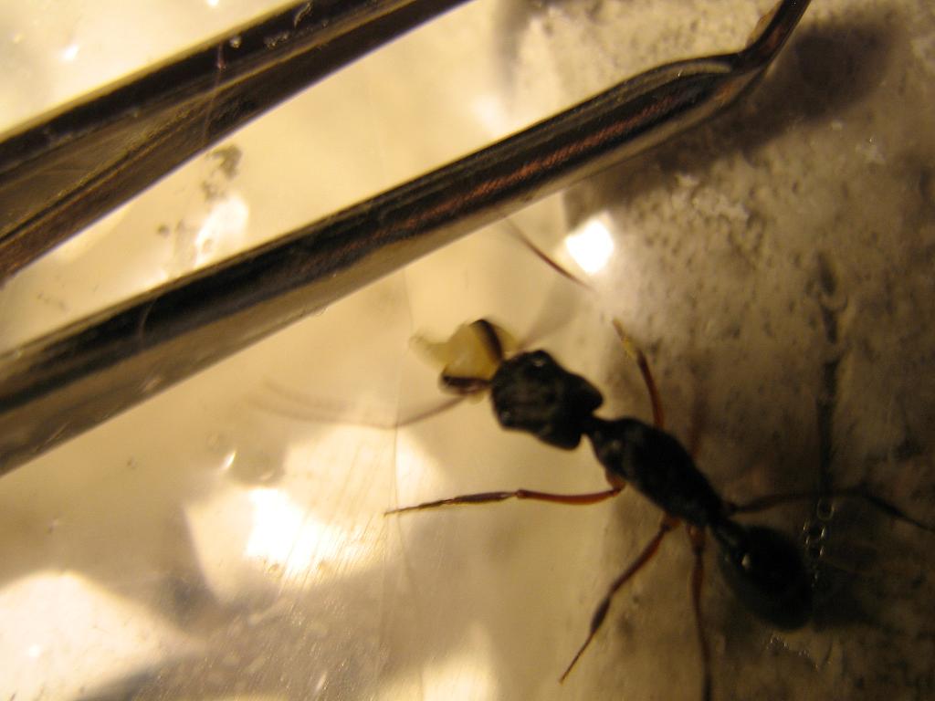 odontomachus