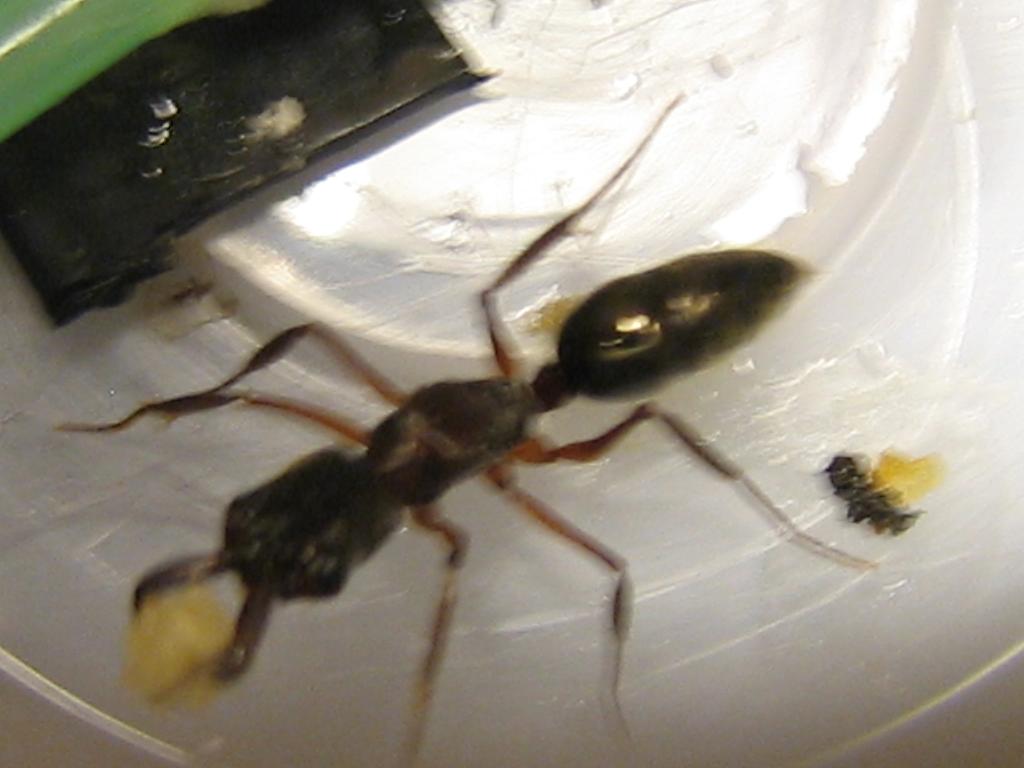 odontomachus