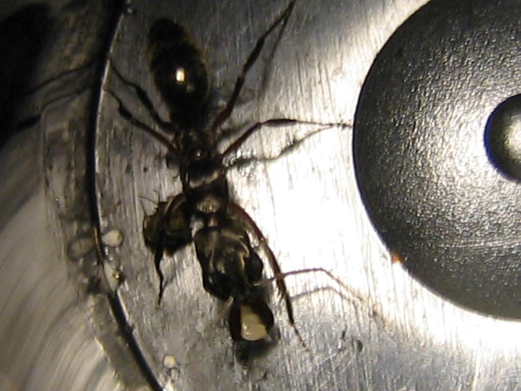 odontomachus