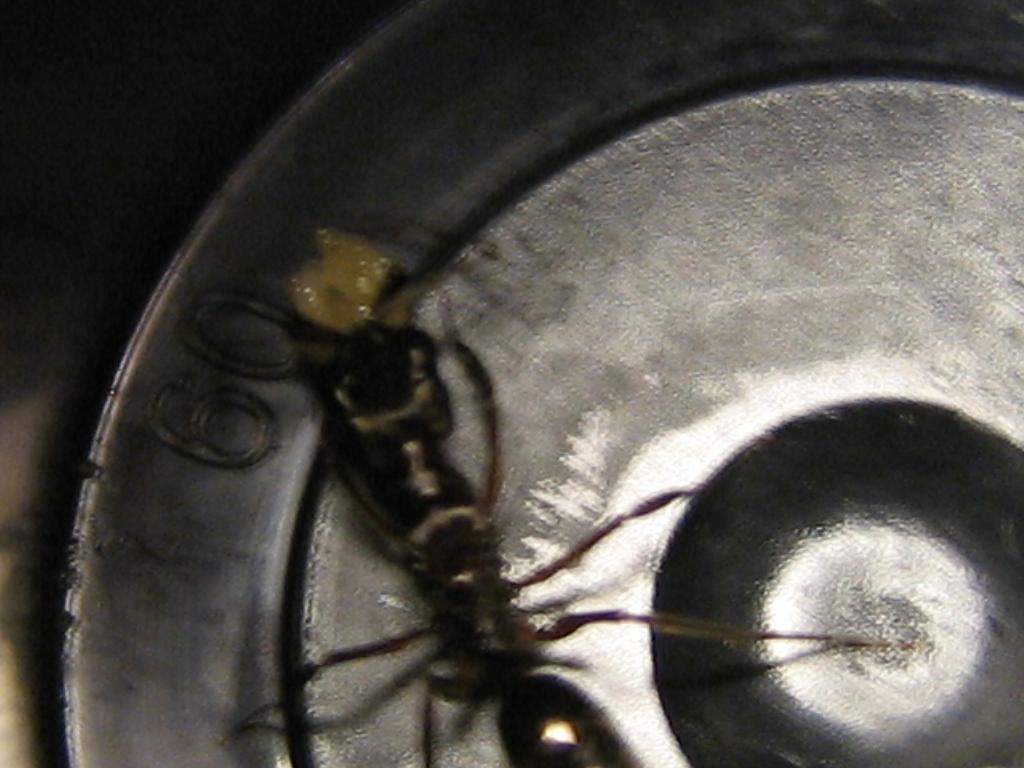 odontomachus