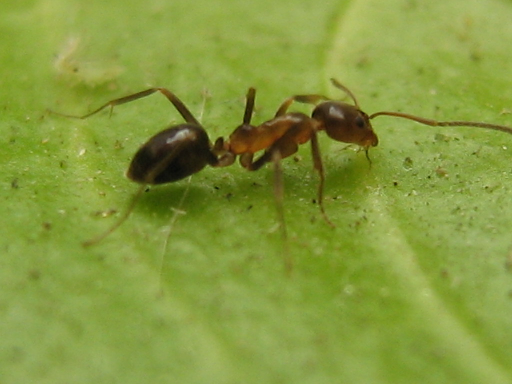 Hormiga