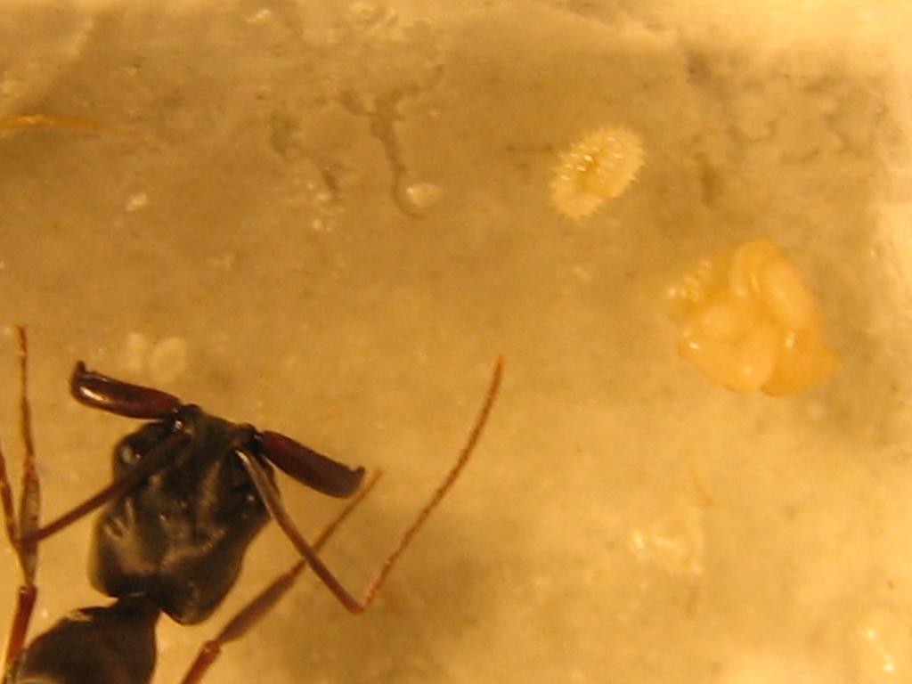 odontomachus