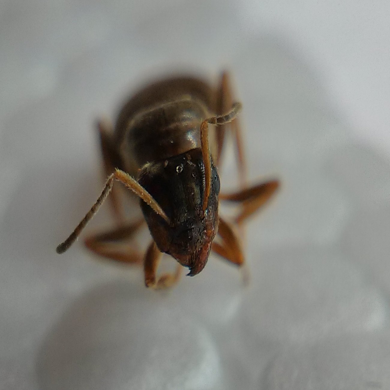 Foto de Reina de frente