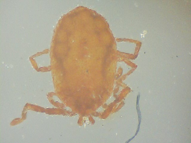 Identificar07