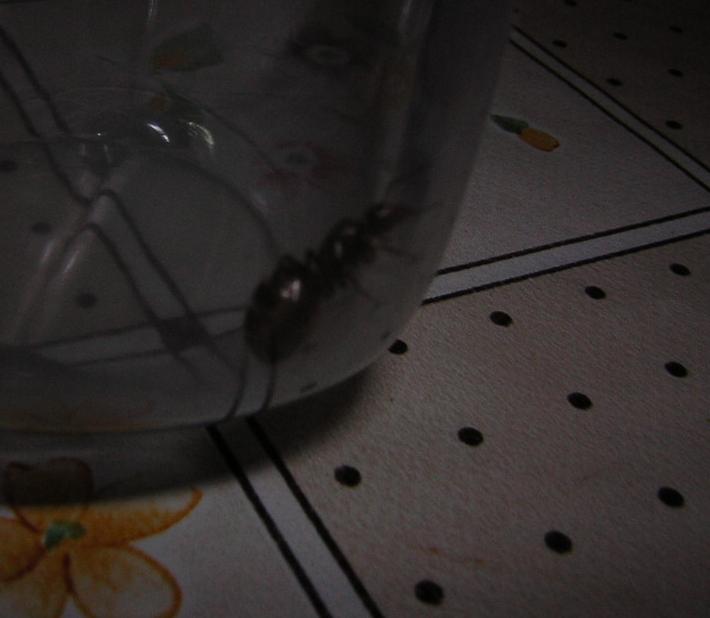 lasius o camponotus