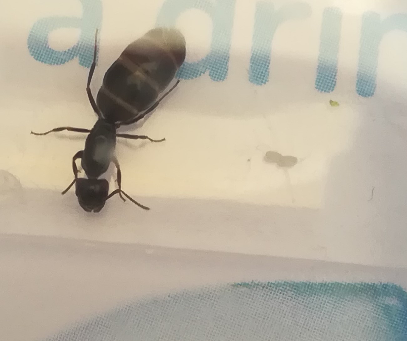 que camponotus es?
