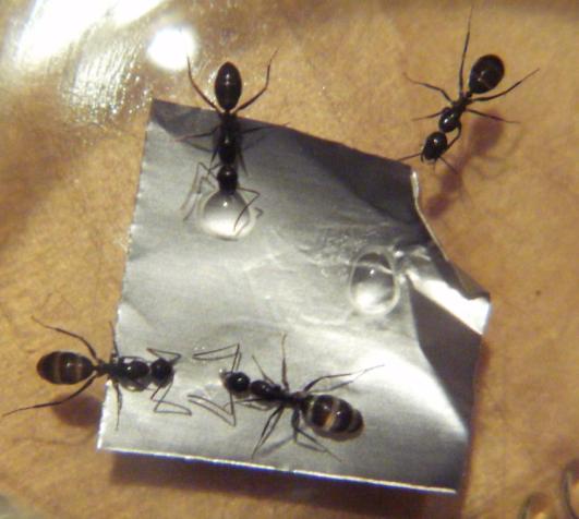 Obreras9