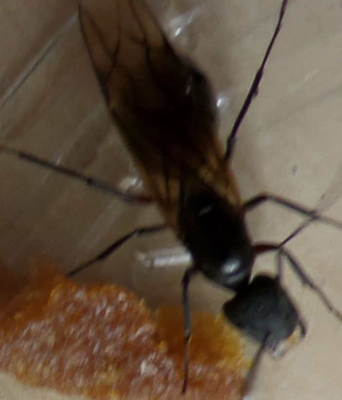 Reina identificaci�n 2
