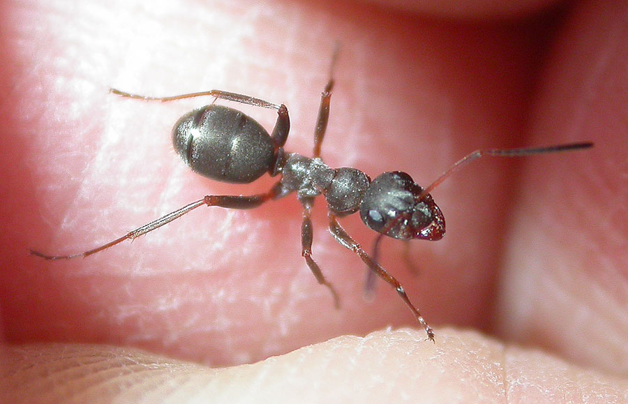 Formica