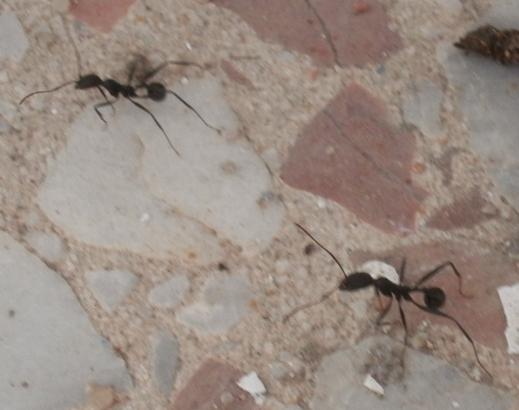 hormiga1