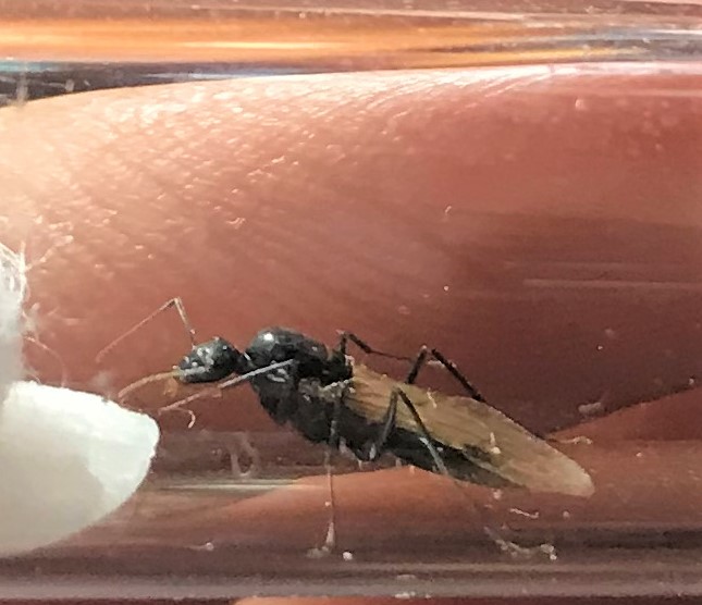 Primera hormiga