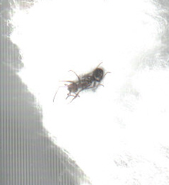 hormiga desconocida
