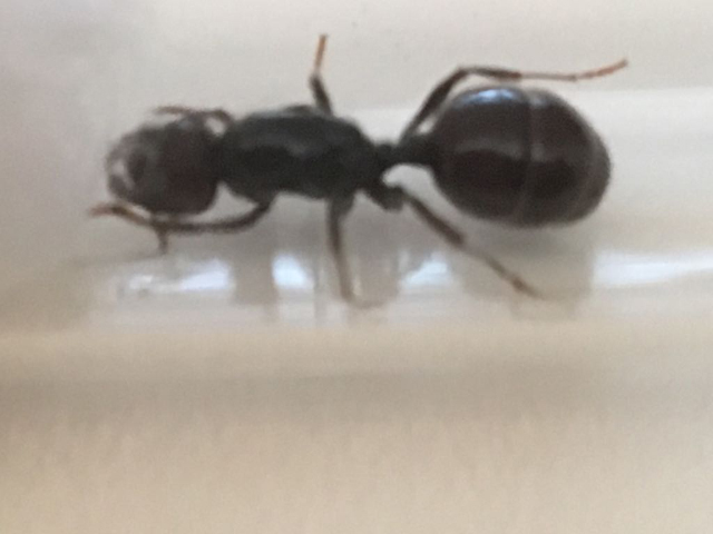 Ayuda para identificar