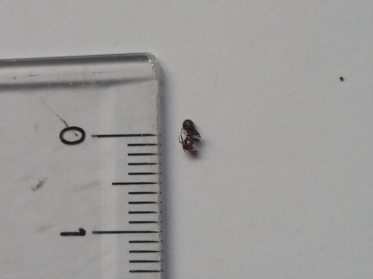 hormiga roja desconocida-perfil