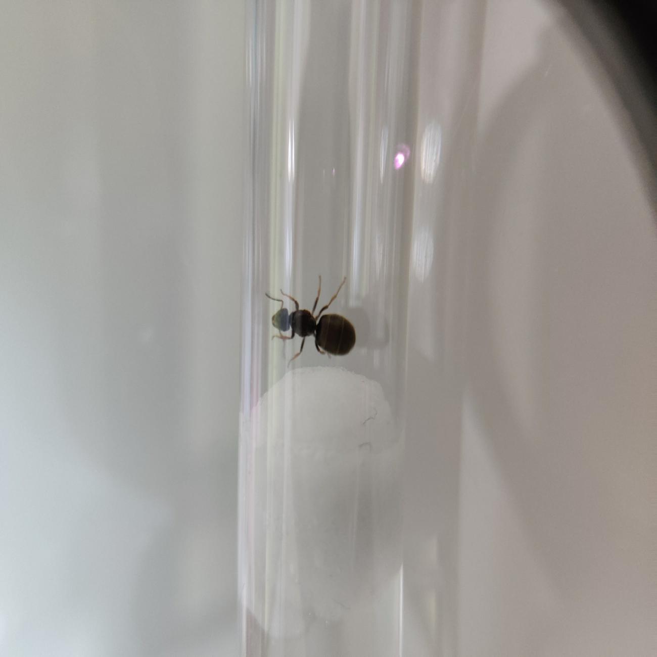 ayuda para identificar