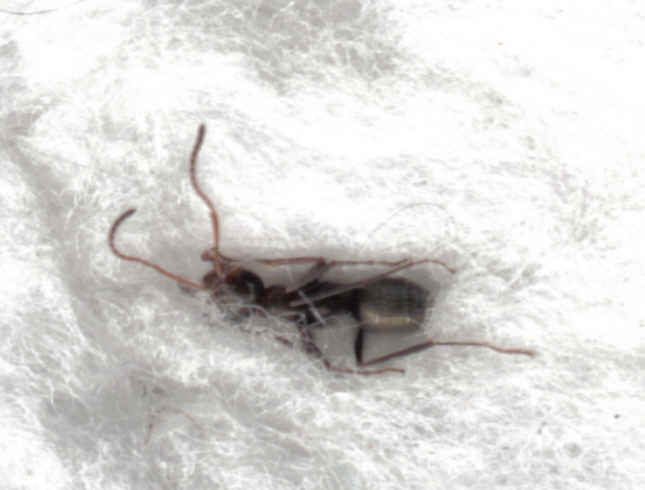 hormiga desconocida