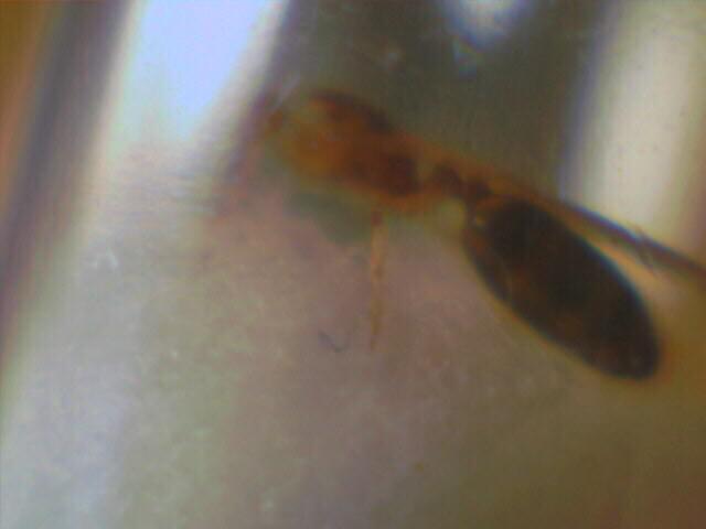 posible solenopsis