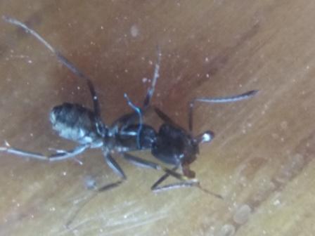 hormiga 1 desconocida
