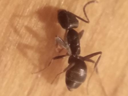 hormiga 3 desconocida