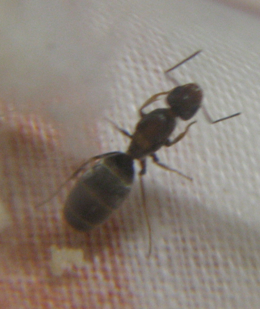 hormiga reina