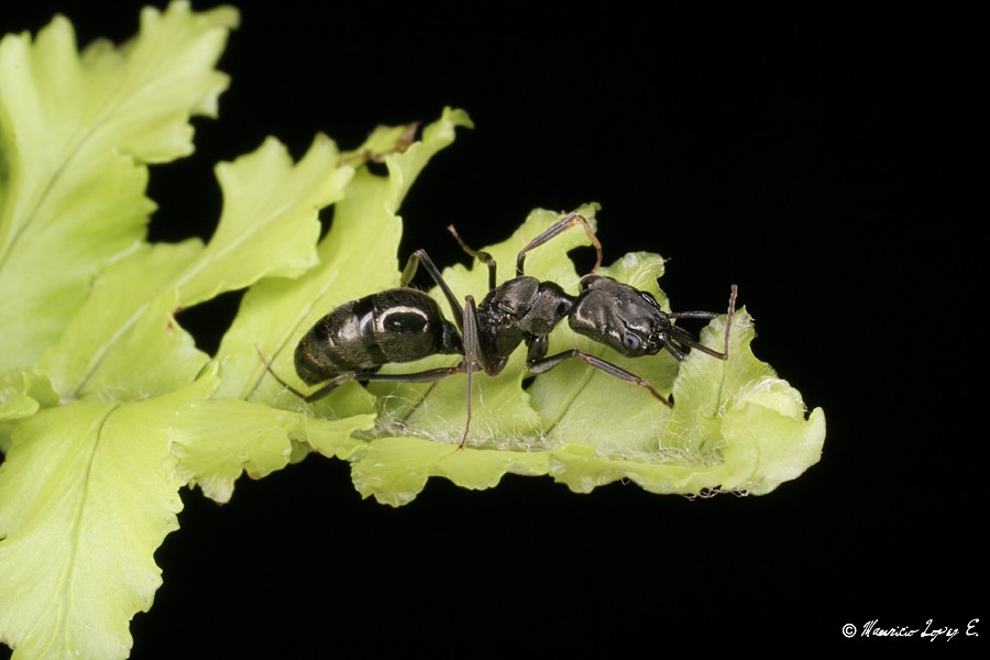hormigas de costa rica