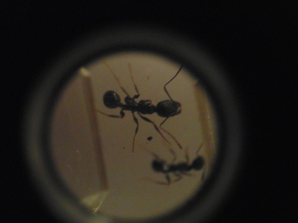 identificar aphaenogaster