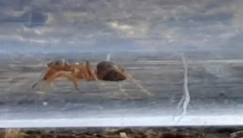 rojanegra2