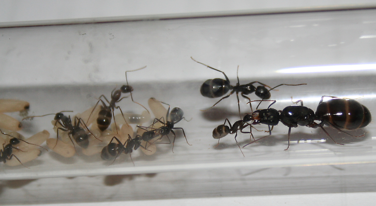 Hormiga por identificar