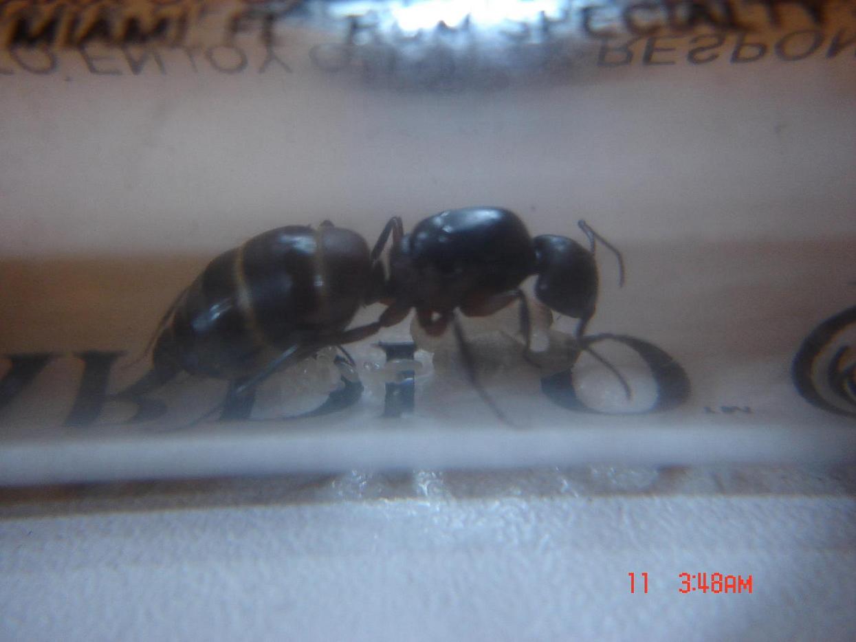 reina camponotus